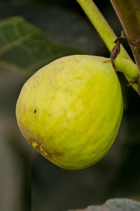 Polynesian Produce Stand Kadota Fig Tree White Fruits Honey Dattero