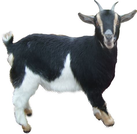 Goat Png Transparent Image Download Size 1649x1613px