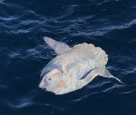 Sunfish The Biggest Bony Fish That We Can Find In The Azores Azores