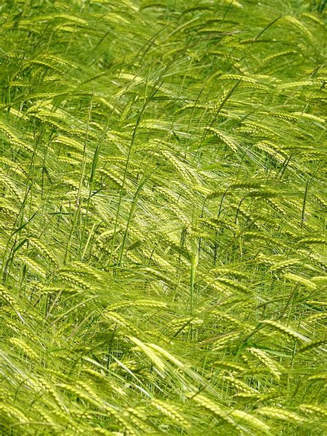 Ears Grass Field Plants Wind Hd Phone Wallpaper Peakpx