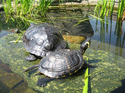 Seit über 100 jahren ist die anlage erholungsgebiet für groß und klein. Botanischer Garten - Chemnitz | lebenswertes Chemnitz