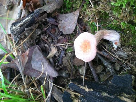 Mushroom Id Help In Central Indiana Mushroom Hunting And