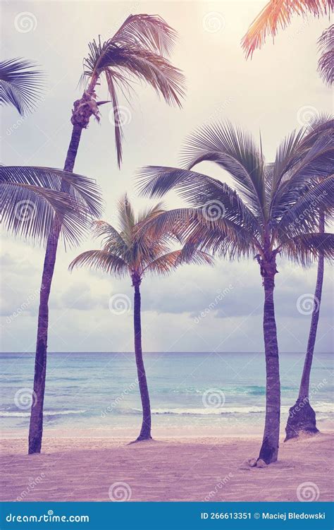 Coconut Palm Trees On A Caribbean Beach At Sunset Color Toning Applied