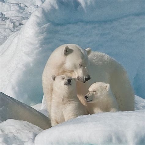 Sleepy Polar Bear Mom With Cubs Polar Bear Baby Polar Bears Bear