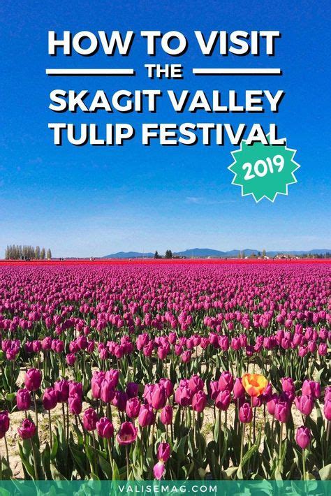 How To Visit The Skagit Valley Tulip Festival In 2020 Tulip Festival