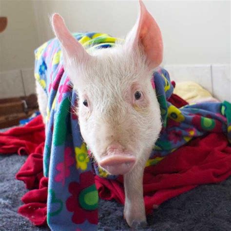 Pig In A Blanket Baby Pigs Cute Pigs Pet Pigs