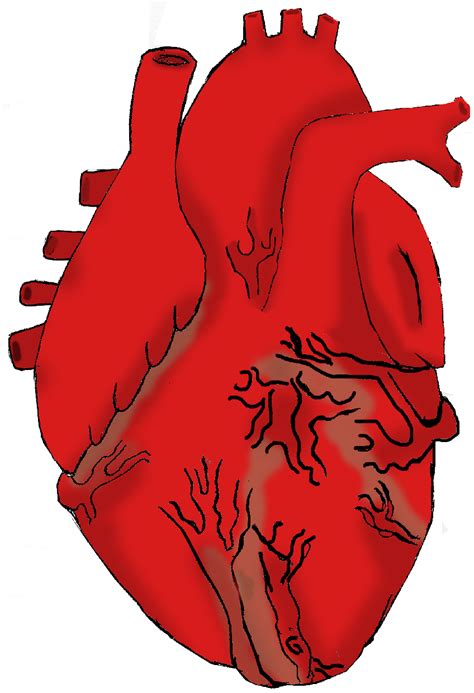 Real Heart Drawing Free Download Clip Art On Wikiclipart