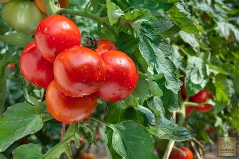 Plant Seeds Shop Buy Organic Tomato Seeds Solanum Lycopersicum