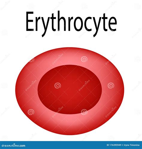The Structure Of The Erythrocyte Erythrocyte Blood Cell The Structure