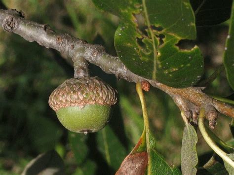 Species Spotlight Shingle Oak Edge Of The Woods Native Plant