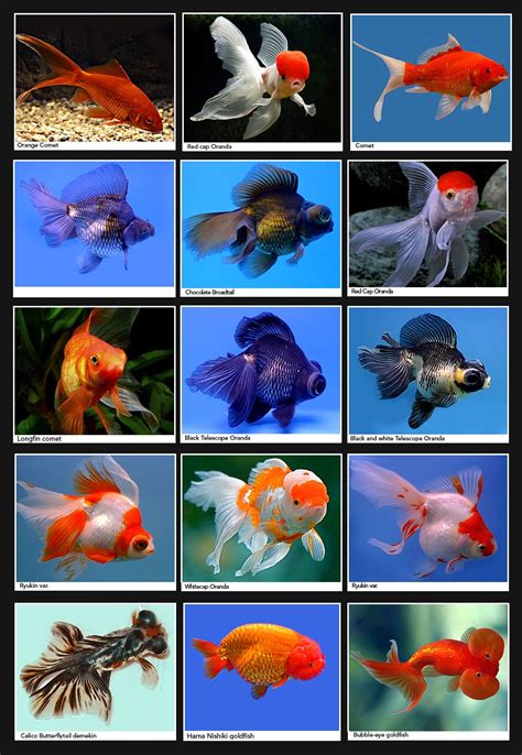 Best 25 Types Of Goldfish Ideas On Pinterest Mermaid Artwork Merman
