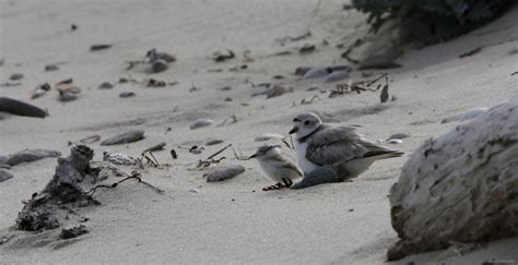 Beach Nesting Bird Protection Biodiversityworks
