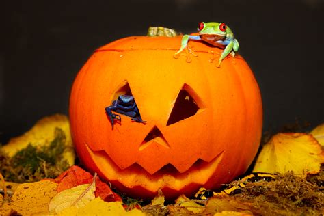 Spooktacular Activities For Families This Halloween At Slimbridge Wwt