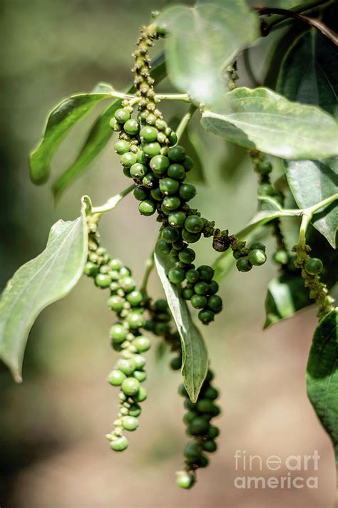 Organic Peppercorn Pods On Pepper Vine Plant In Kampot Cambodia