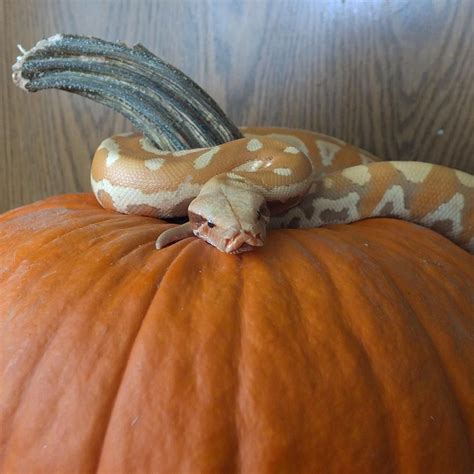 Cant Wait For Halloween Pumpkin Reptilesofinstagram Bloodpython