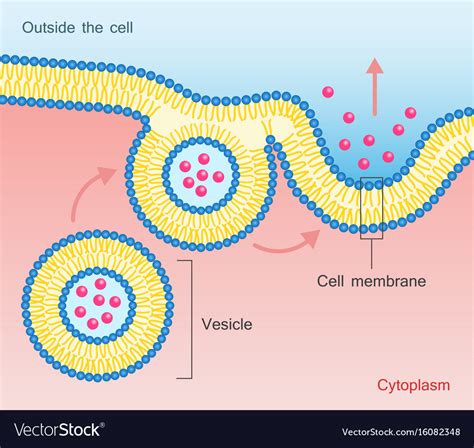 Exocytosis Vesicle Transport Cell Membrane Vector Image