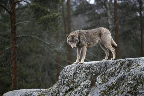 A Lone Wolf Standing On A Rock Photograph By Mattias Klum