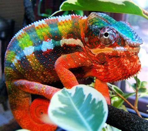 Best Chameleon Breeds For Pets Pets Animals Us