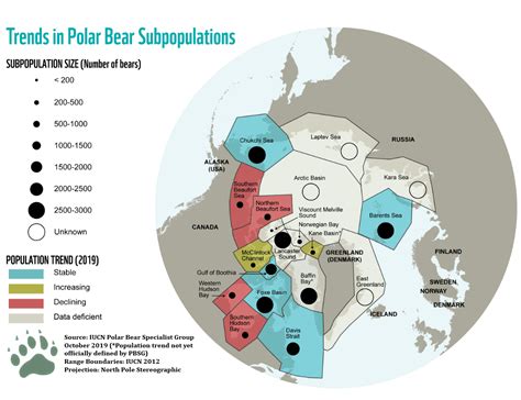 Polar Bear Bear Conservation