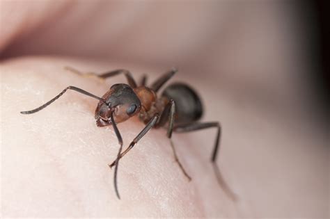 Carpenter Ant Bites Symptoms Picture Of Carpenter