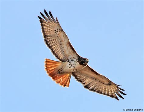 Red Tailed Hawk In Flight Emma England Nature Photography