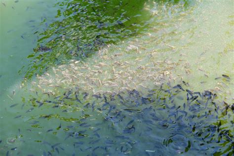 Agar kamu bisa mendapat referensi dalam memberikan pakan ikan hias yang tepat dan berkualitas berikut ini penjelasan mengenai makanan. Begini Usaha KKP Selamatkan Ikan Belida Endemik di Sungai ...