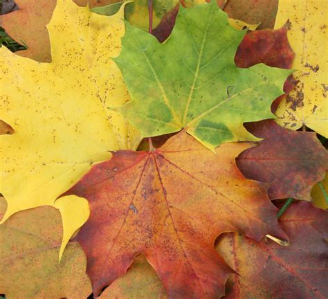 Darmowe Zdjęcia : drzewo, jesień, kolorowy, pora roku, klon, Klon, liść ...