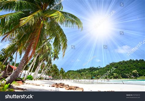 Palm Trees On White Sand Beach Stock Photo 70759573 Shutterstock