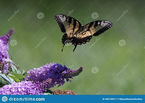 An Eastern Tiger Swallowtail Butterfly Hovering In The Butterfly Bush