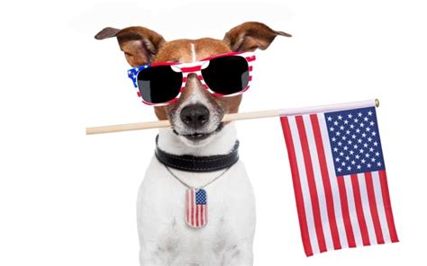 5 Tips To Keep Pets Safe On The Fourth Of July Parade Pets