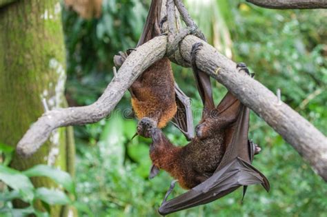 Malayan Flying Fox Bat Photos Free And Royalty Free Stock Photos From