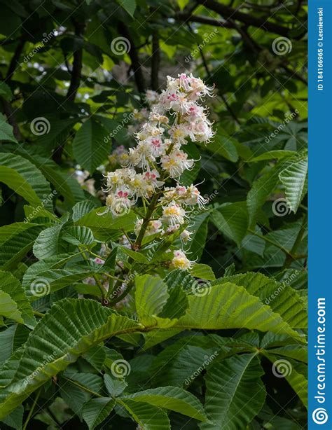 Beatifull Blossoming Horse Chestnuts Or Conker Tree Aesculus