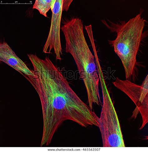 Real Fluorescence Microscopic View Human Skin Stock Photo 465563507