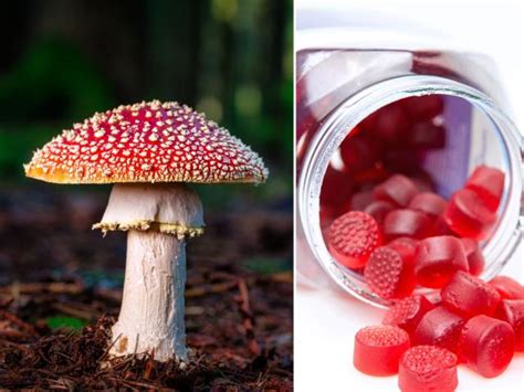 A Legal Psychedelic Mushroom Species Is Being Sold In The Us It Can