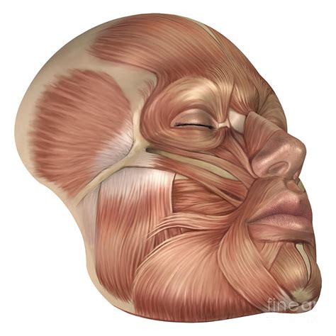 Anatomy Of Human Face Muscles Digital Art By Stocktrek Images Fine