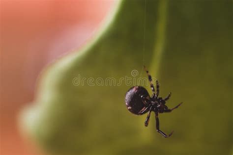 Close Up Or Macro A Spider On The Spider Web Stock Image Image Of