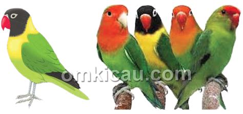 20 trend terbaru gambar lovebird kartun png mopppy. Gambar Burung Sketsa Warna - Gambar Burung