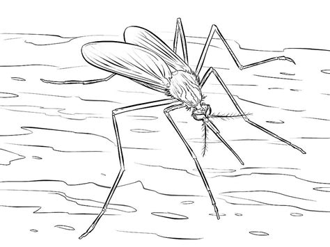 mosquito coloring pages    print