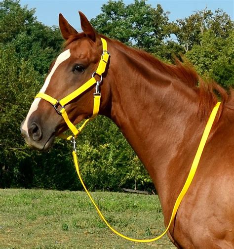 Halter And Lead Rope Set Horse Halters For Sale Ebay Horses Horse