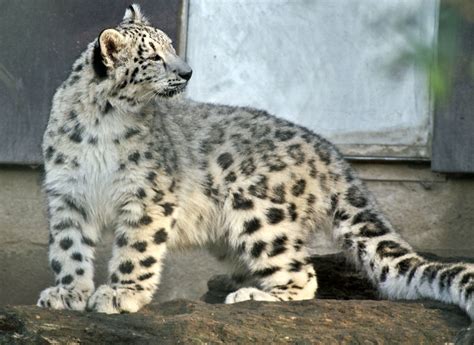 Snow Leopard Young Animal Big · Free Photo On Pixabay