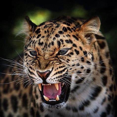 This Is The Endangered Amur Leopard Only 60 Of Them Are Left In The