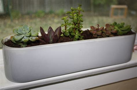 4 products online at nurserylive. A Windowsill Garden