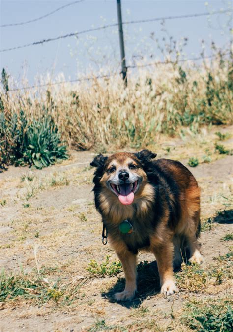 Dog Friendly Hiking Spots In San Francisco Bay Area A Guide For Pet