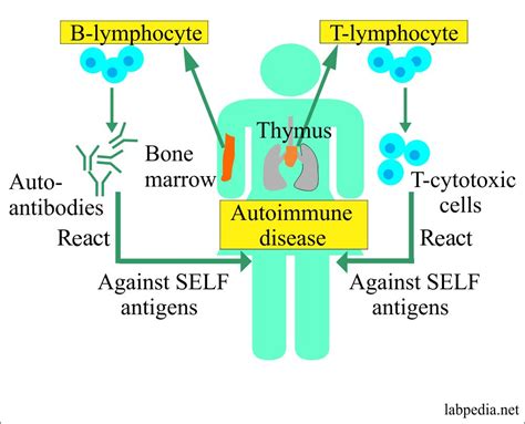 Chapter 16 Autoimmunity Immunologic Tolerance And Mechanism Of