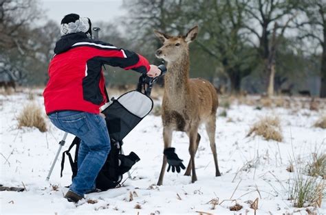 Deer Versus Photographer In Richmond Park Londonist