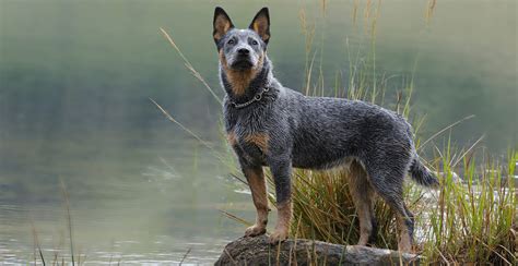 Blue Heeler Dog Breed Information Breed Advisor