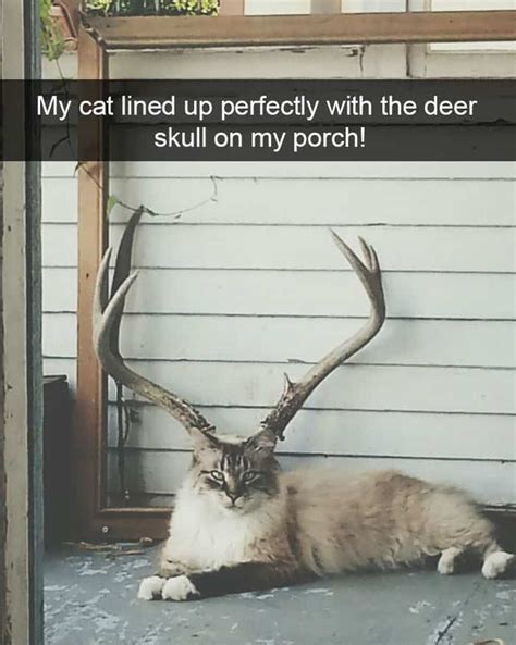 Just 23 Hilarious Animal Snapchats So You Can Start Your Week With A