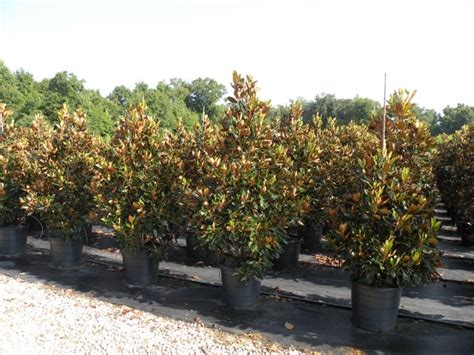 We have the largest selection of fast growing privacy trees in georgia. 15 gallon Little Gem Magnolia | Backyard | Pinterest ...