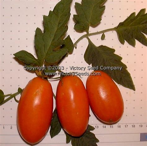Orange Banana Tomato Victory Seeds® Victory Seed Company
