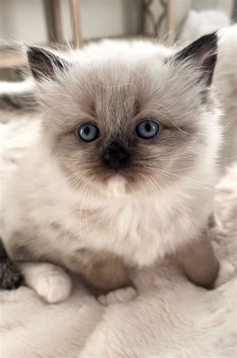 Ragdoll Kittens For Sale Florida Sacred Ragdoll Cats